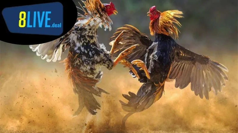 Cách nuôi gà đá mùa khô: Chuẩn bị chuồng trại phù hợp