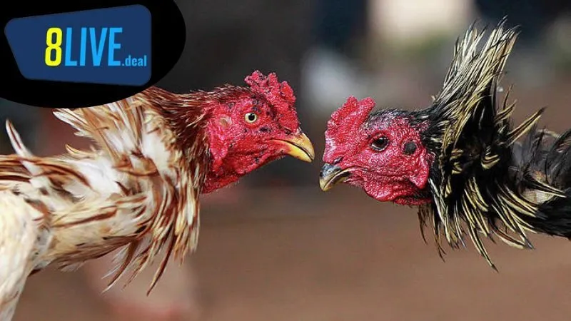 Cách nuôi gà đá mùa khô: Chế độ nghỉ ngơi hợp lý