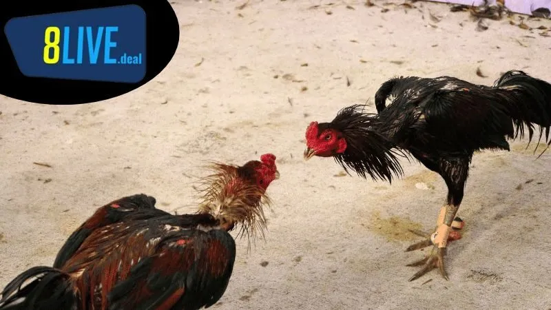 Cách Nuôi Gà Đá Mùa Nóng: Tập Luyện Đúng Cách Trong Mùa Nóng