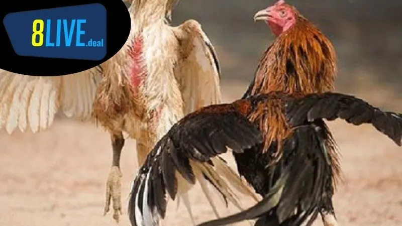 Cách Nuôi Gà Đá Mùa Nóng: Xử Lý Các Vấn Đề Thường Gặp