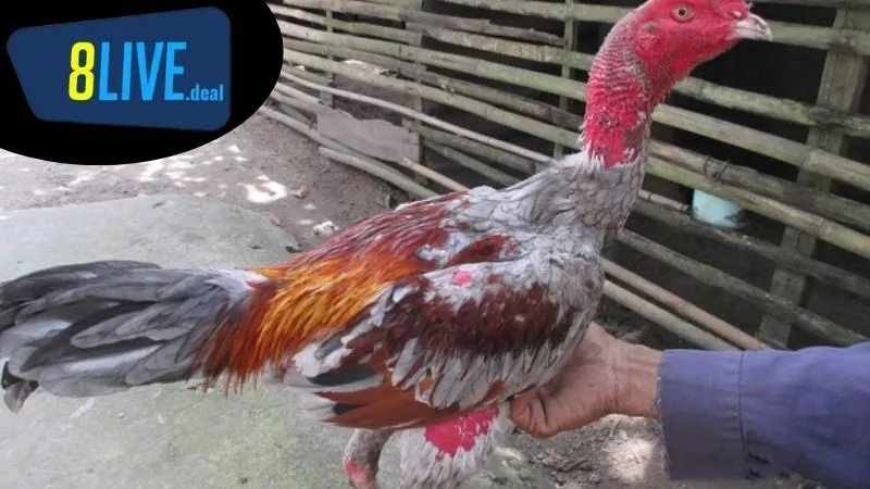 Chế độ dinh dưỡng phục hồi