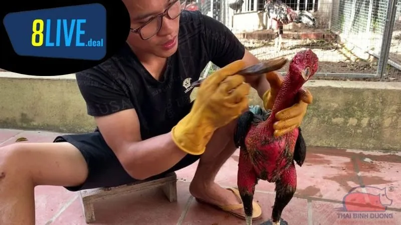 Cách nuôi gà đá sau khi đá: Theo dõi và đánh giá tiến trình phục hồi