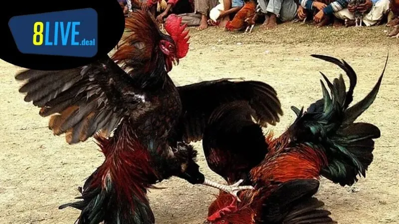 Cách nuôi gà đá trước khi đá: Chế độ dinh dưỡng cho gà đá