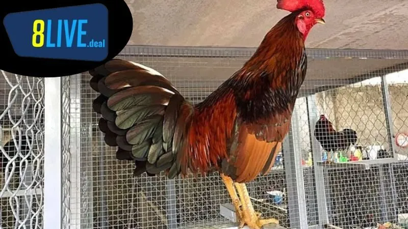 Cách nuôi gà đá trước khi đá: Chuẩn bị trước khi đá