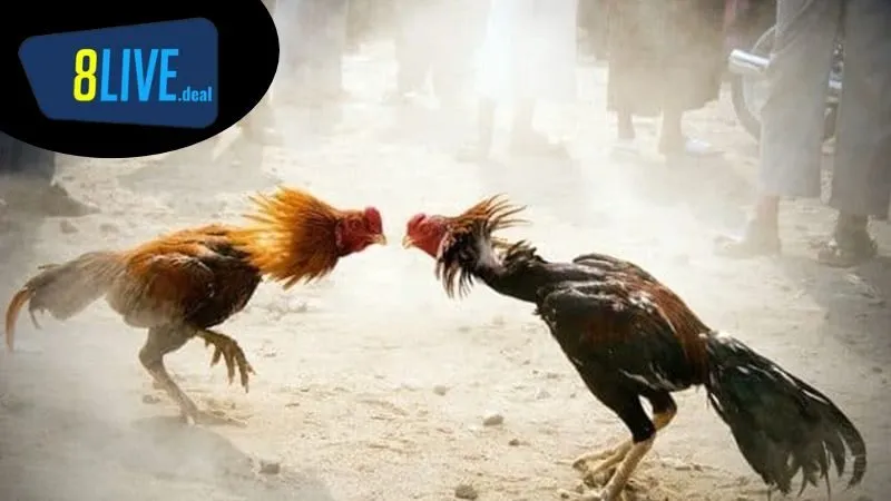 Các sai lầm thường gặp về Cách nuôi gà đá trước khi đá